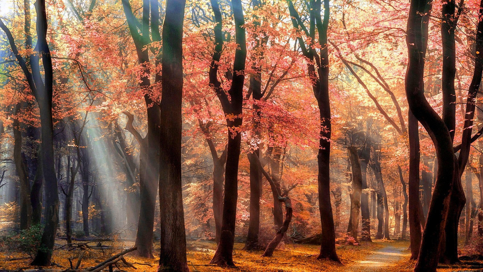 nature, Landscape, Park, Trees, Path, Sun Rays, Mist, Spring, Flowers, Leaves, Blossoms, Sunlight Wallpaper HD / Desktop and Mobile Background