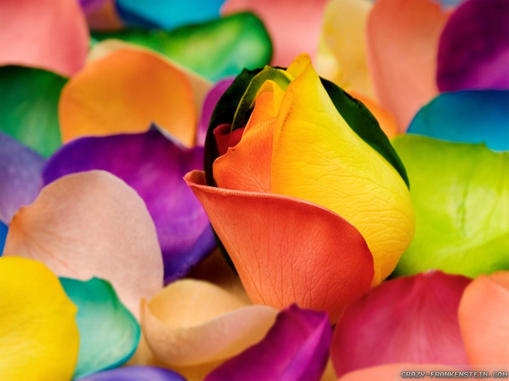 Colourful Flowers Wallpaper HD