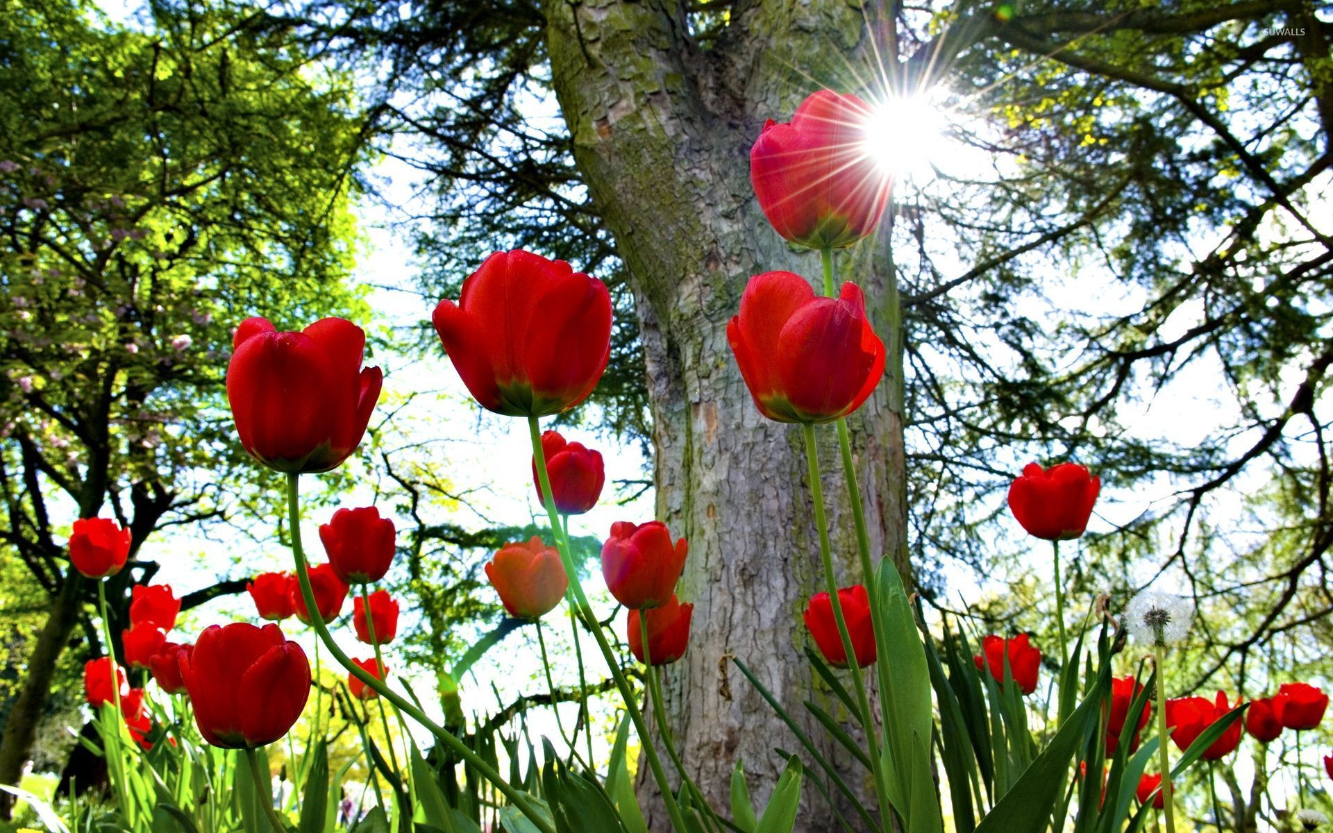 Sun shining on the red tulips wallpaper wallpaper