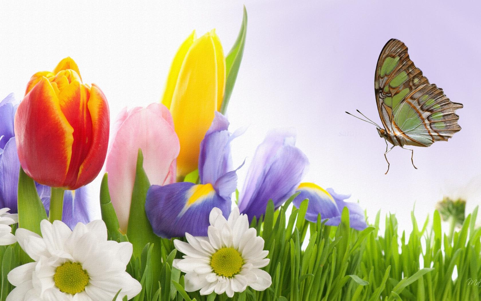 Hd Quality Spring Flowers 24 Wallpaper Widescreen And Butterflies HD