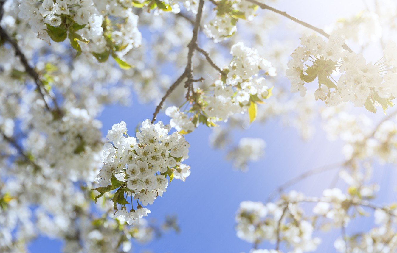 Wallpaper the sky, the sun, branches, spring, sunshine, flowering, blossom, spring, bloom image for desktop, section природа