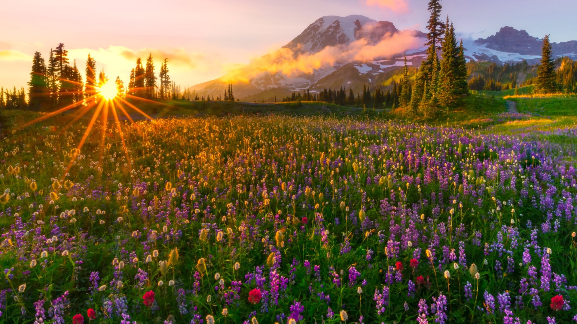 Sunset The Last Rays The Sun Spring Meadow Wild Flowers HD