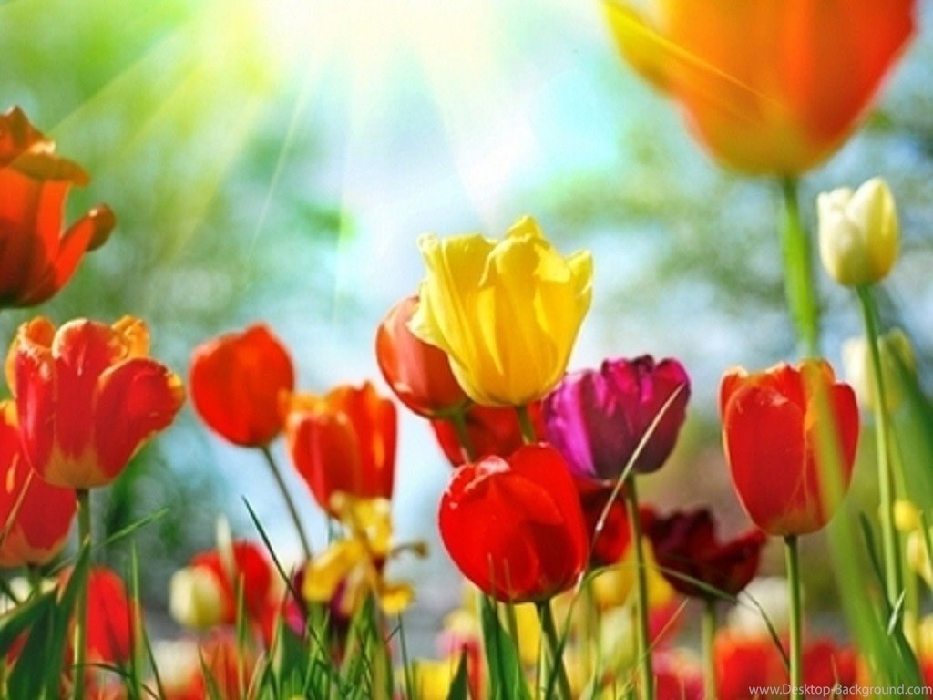 Colourful Tulips Colours Flowers Wallpaper HD For Colorful Wallpaper & Background Download