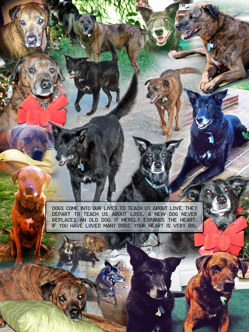 Dog, Cat, Pet Photography Wall Art Collage Prints