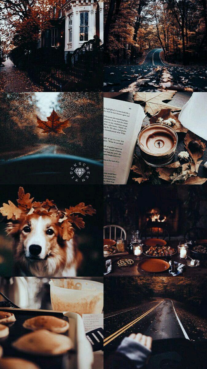 ◎்۫۫✵Aesthetic◎்۫۫✵✿.｡.* ａｎａ ｂｅｃｋｅｒ* ✿*ﾟ'ﾟ・.｡. Dog wallpaper iphone, Fall wallpaper, Dog wallpaper