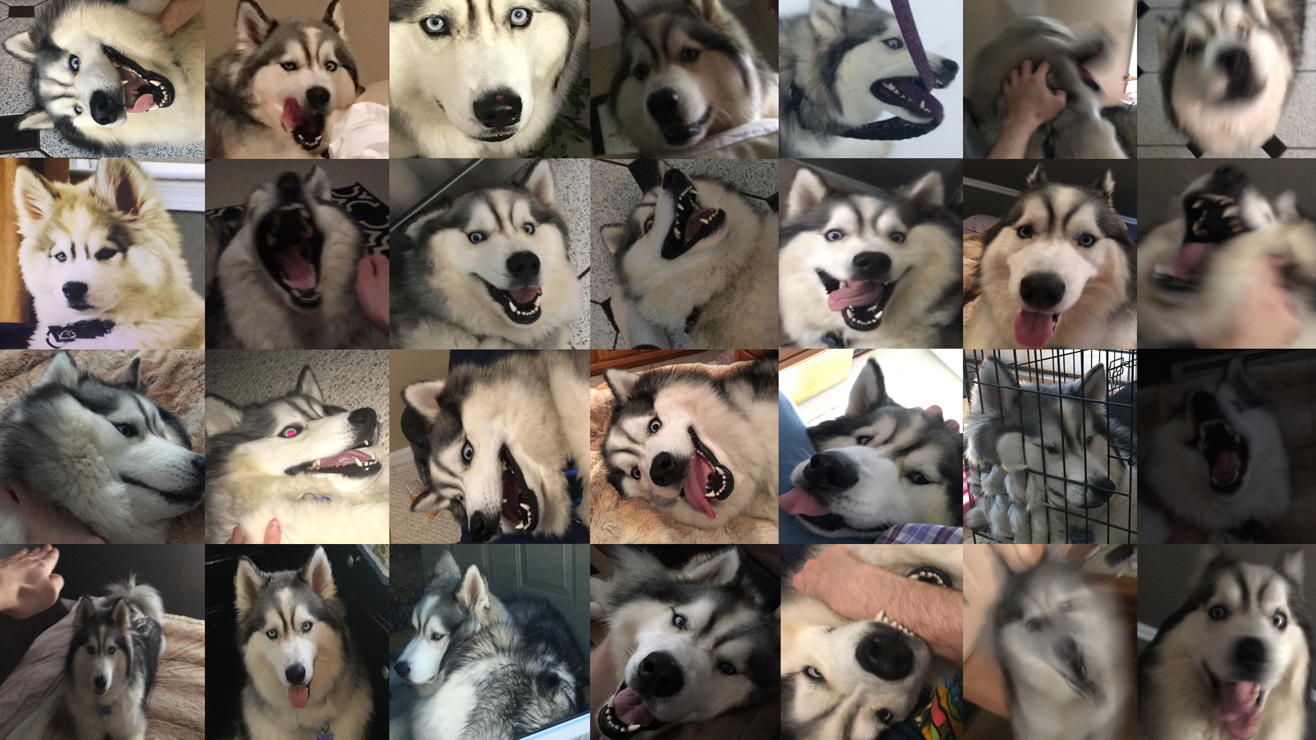 I heard it was National Puppy Day, so I threw together a collage of mine