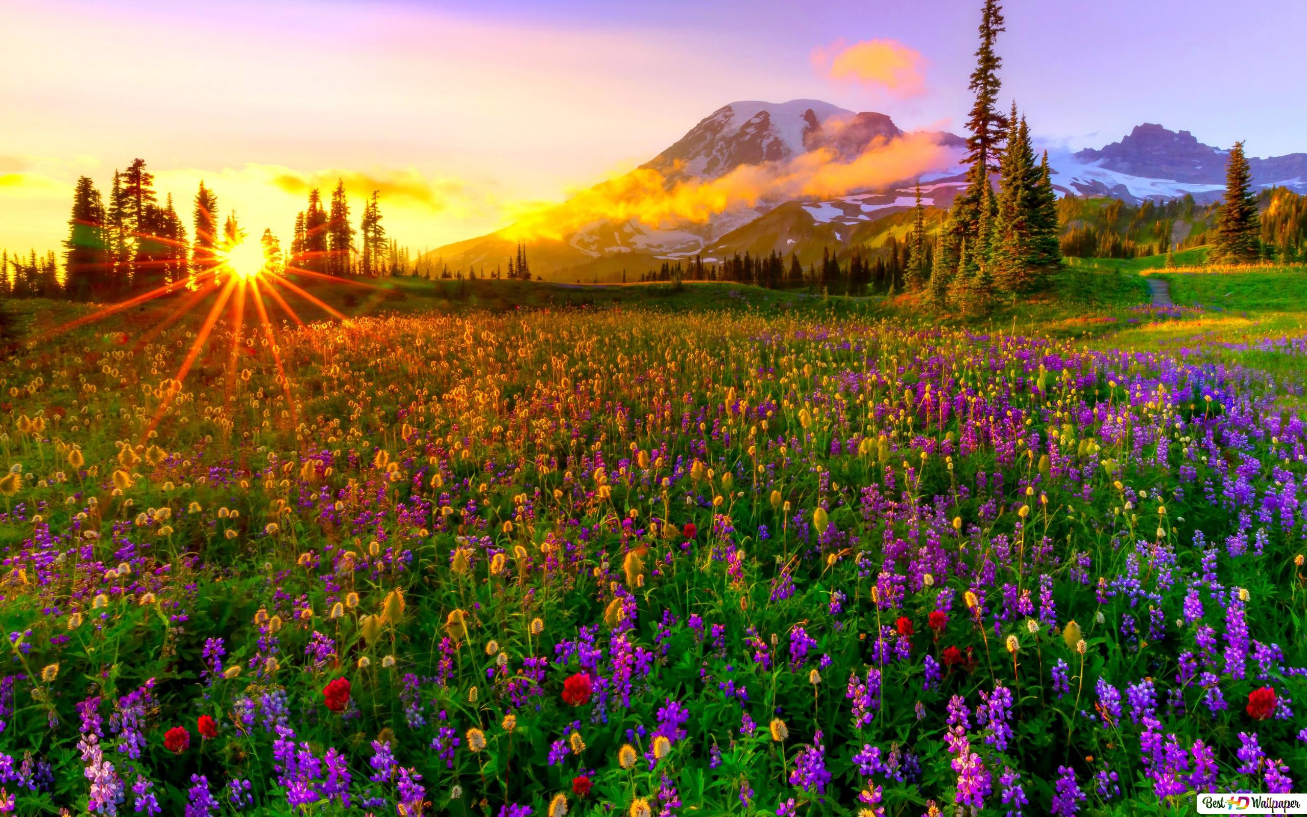 The Arrival of Spring to Nature HD wallpaper download