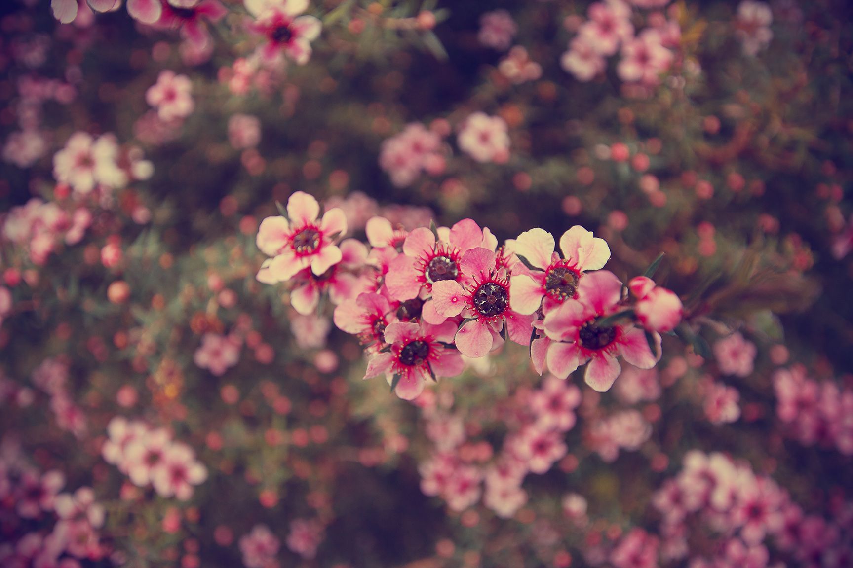 Being A Leader Is Not A Power Trip. Vintage flowers wallpaper, Hipster wallpaper, Tumblr flower