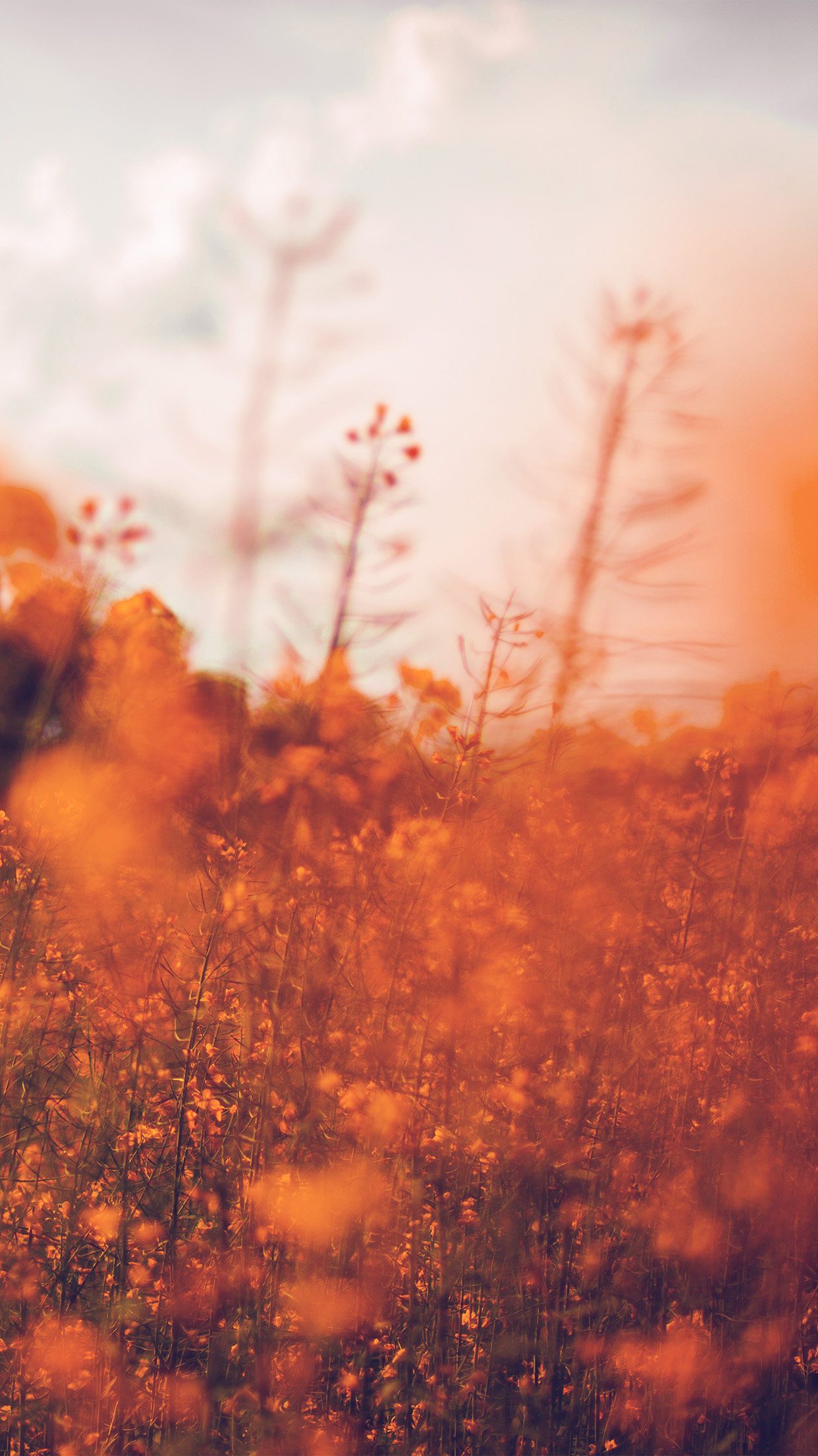 iPhone X wallpaper. nature orange flower bokeh spring happy