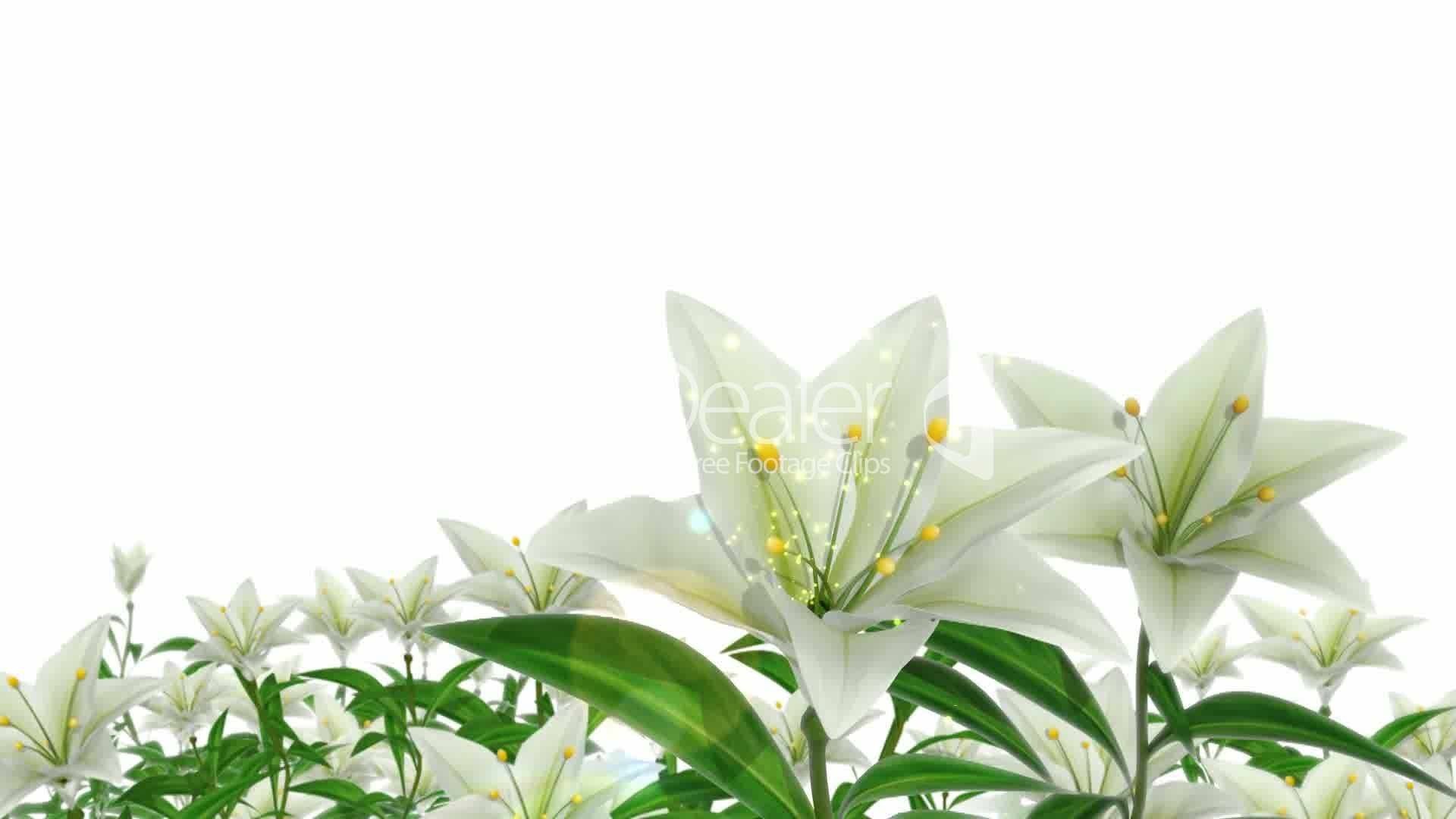 Easter Lily Wallpaper