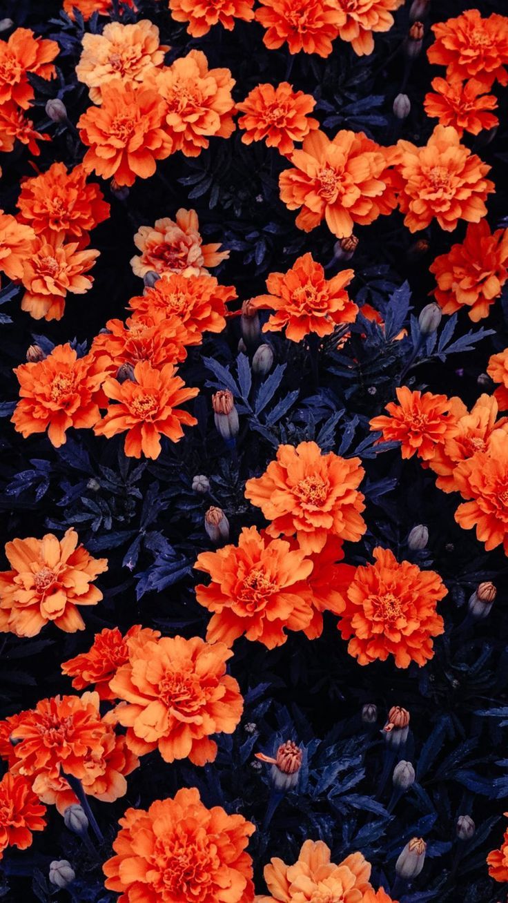 Orange Flowers Garden- Flower phone wallpaper, Orange wallpaper, Flower wallpaper