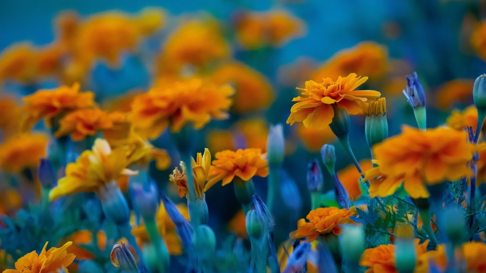 Desktop Wallpaper Meadow, Spring, Orange Flowers, HD Image, Picture, Background, 0e0914