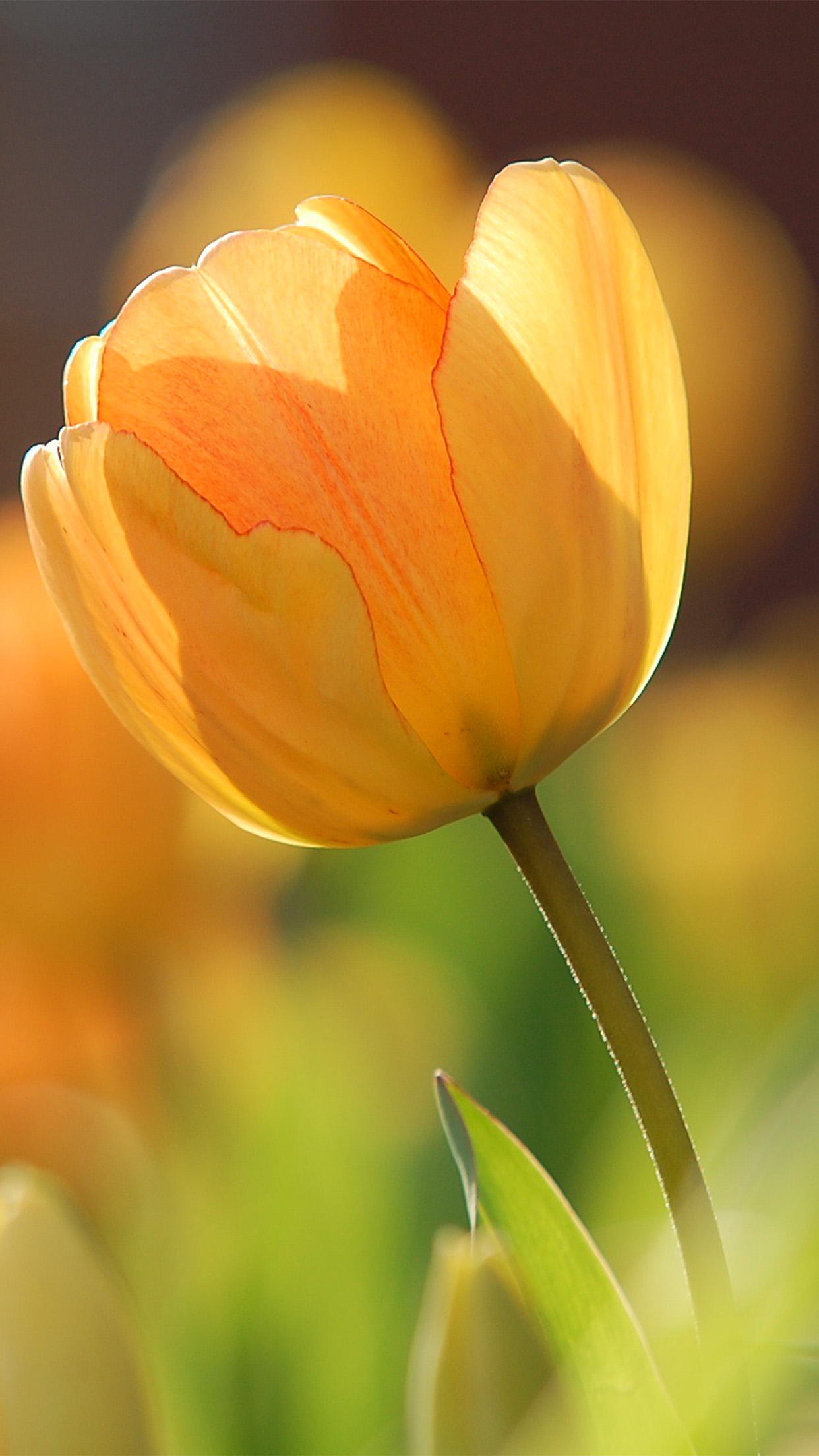 iPhone X wallpaper. flower spring tulip orange nature