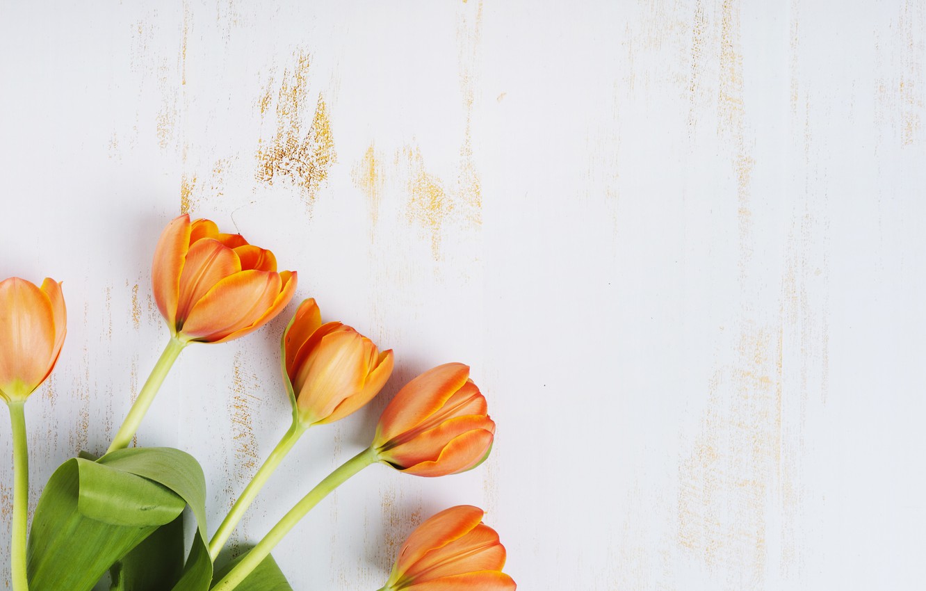 Wallpaper tulips, wood, tulips, orange image for desktop, section цветы