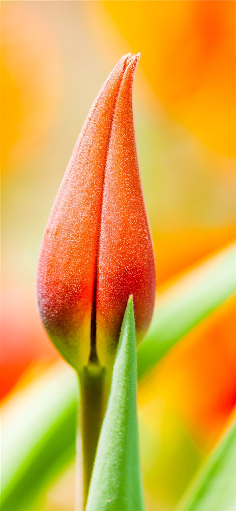 orange tulip bud iPhone 11 Wallpaper Free Download