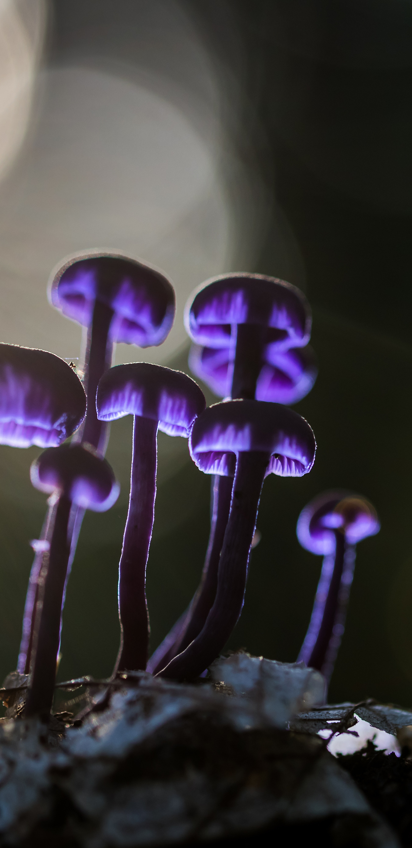 Mushrooms Purple Glowing 5k Samsung Galaxy Note S S SQHD HD 4k Wallpaper, Image, Background, Photo and Picture