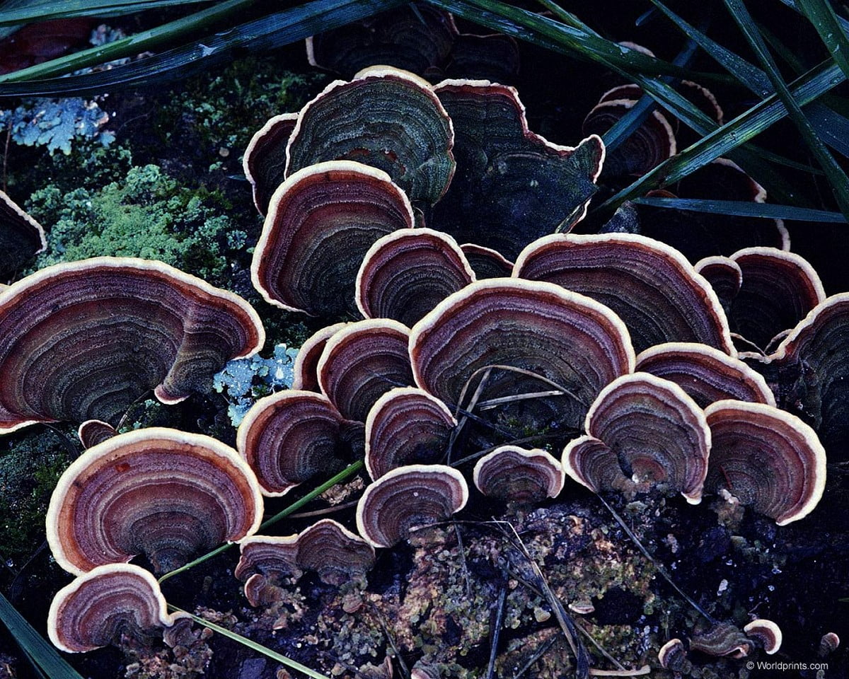 Medicinal mushroom wallpaper HD. Download Free background