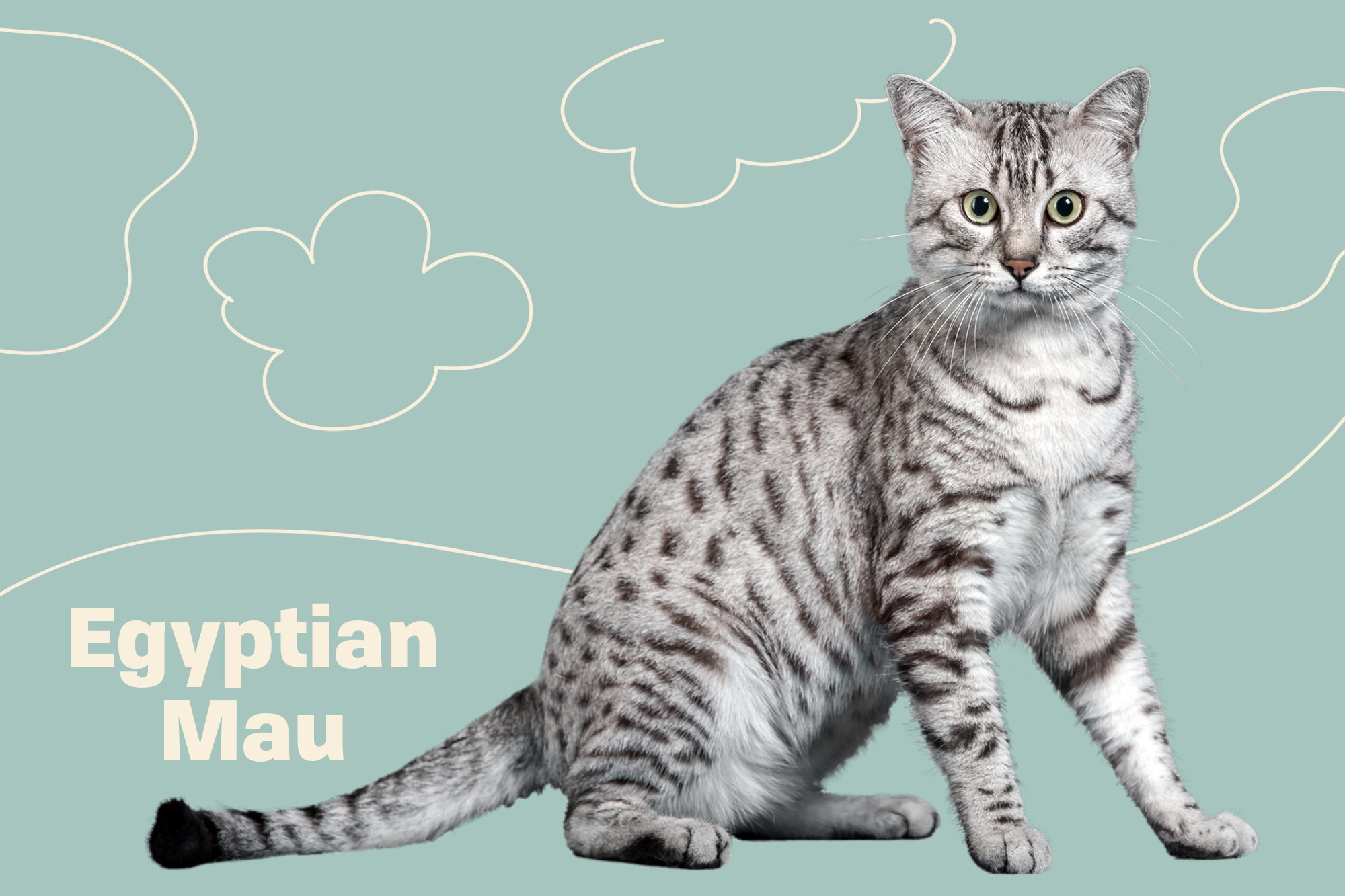 Egyptian Mau Cat Breed Information & Characteristics