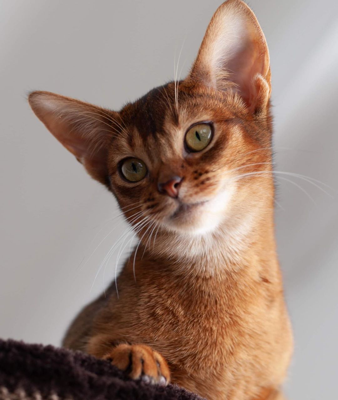 Abyssinians, Egyptian Mau, and others.. ideas. abyssinian cats, egyptian mau, cats