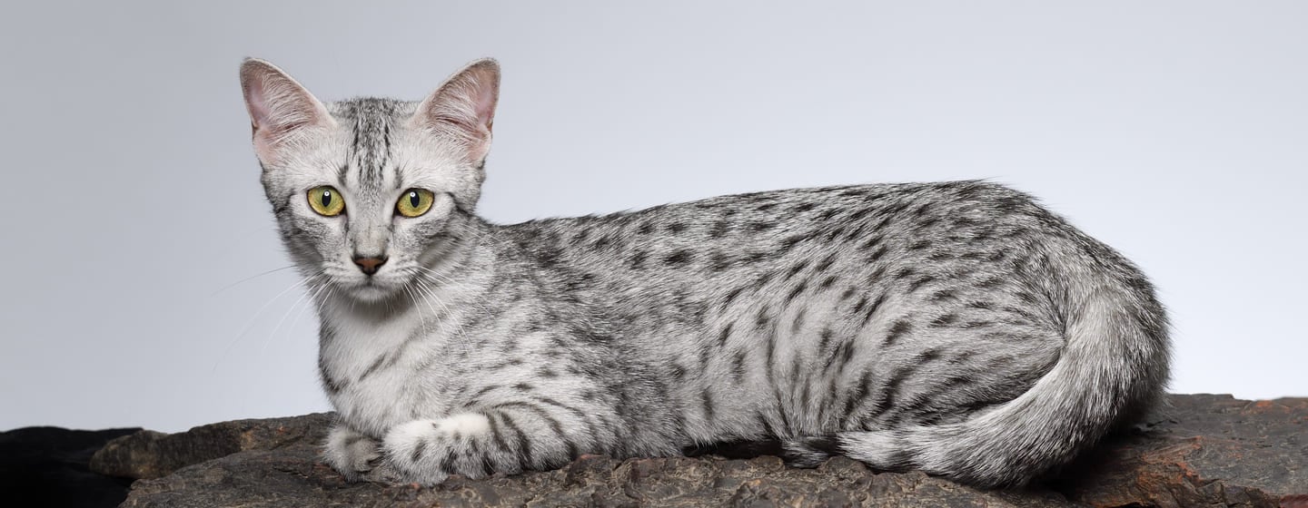 Egyptian Cat Breeds from the Cat Capital of the World