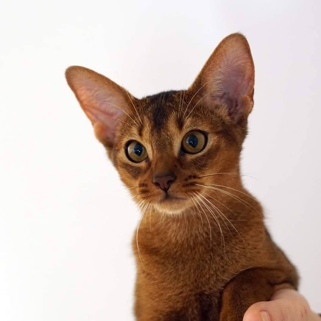 Abyssinians, Egyptian Mau, and others.. ideas. abyssinian cats, egyptian mau, cats
