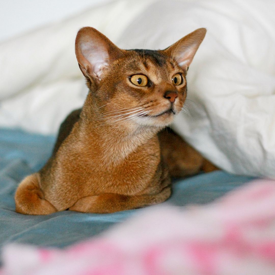 Abyssinian Egyptian Mau Mix Wallpapers - Wallpaper Cave