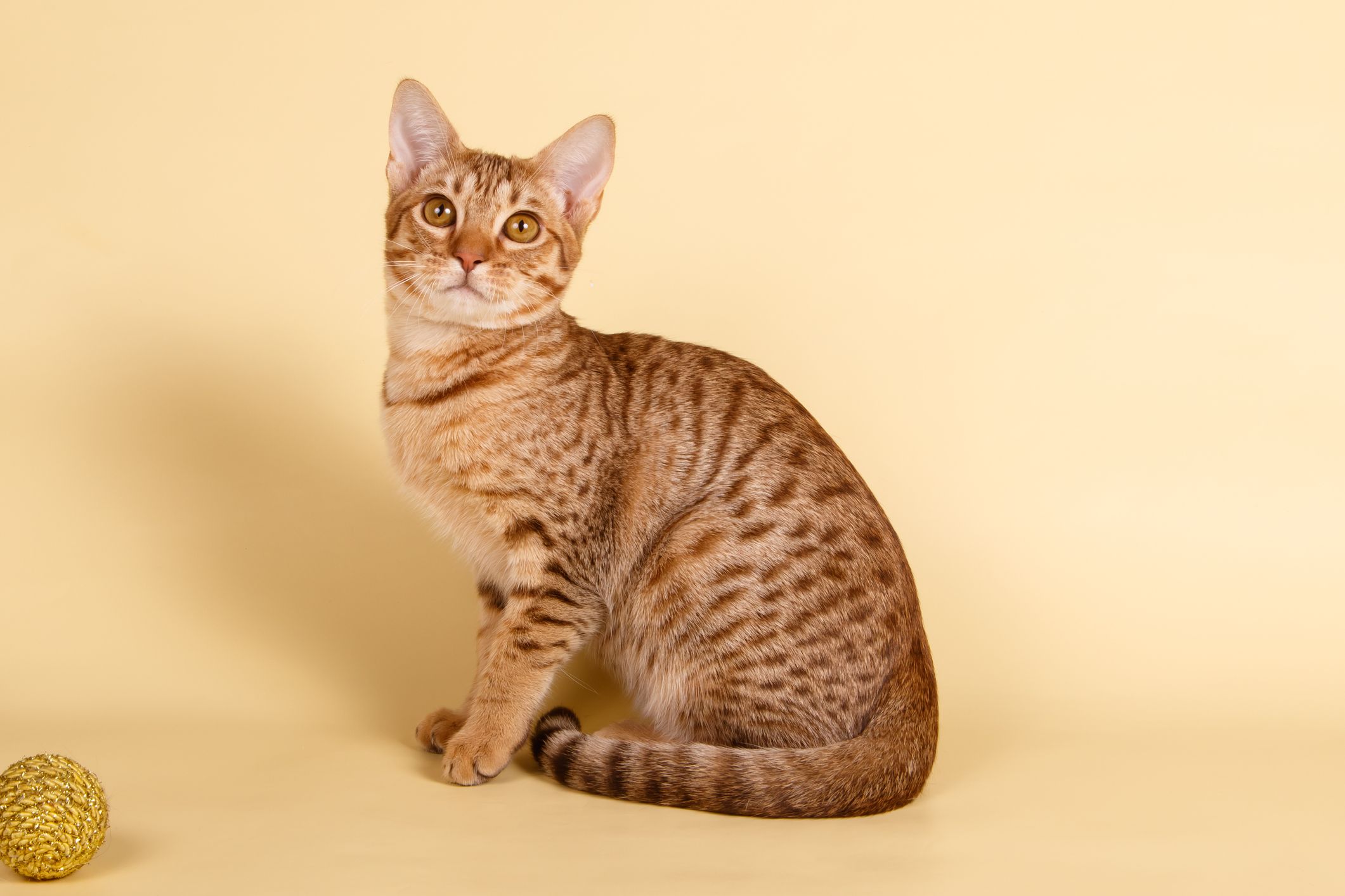 Cats That Look Like Tigers: Toyger Cat, Bengal Cat, and More