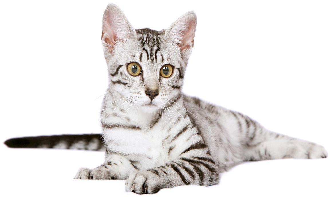 The Egyptian Mau: Diet and a Description of the Breed