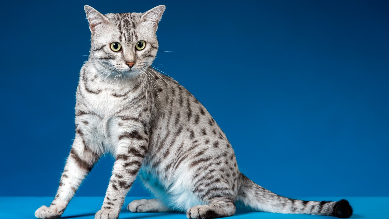 Longest And Shortest Living Cat Breeds
