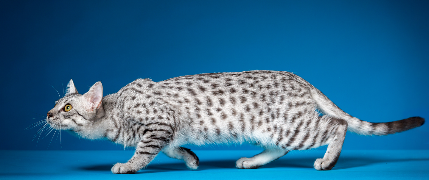 Weird Cat Breeds You Won't Believe