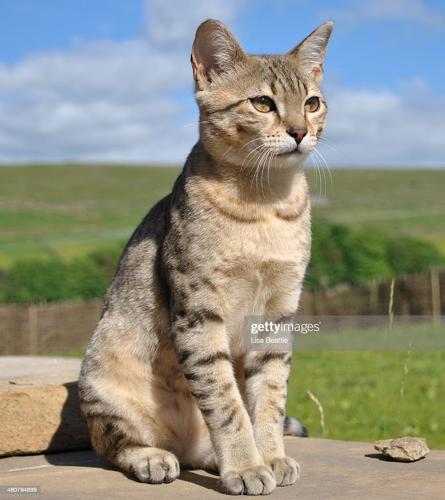 Egyptian Mau Photo and Premium High Res Picture