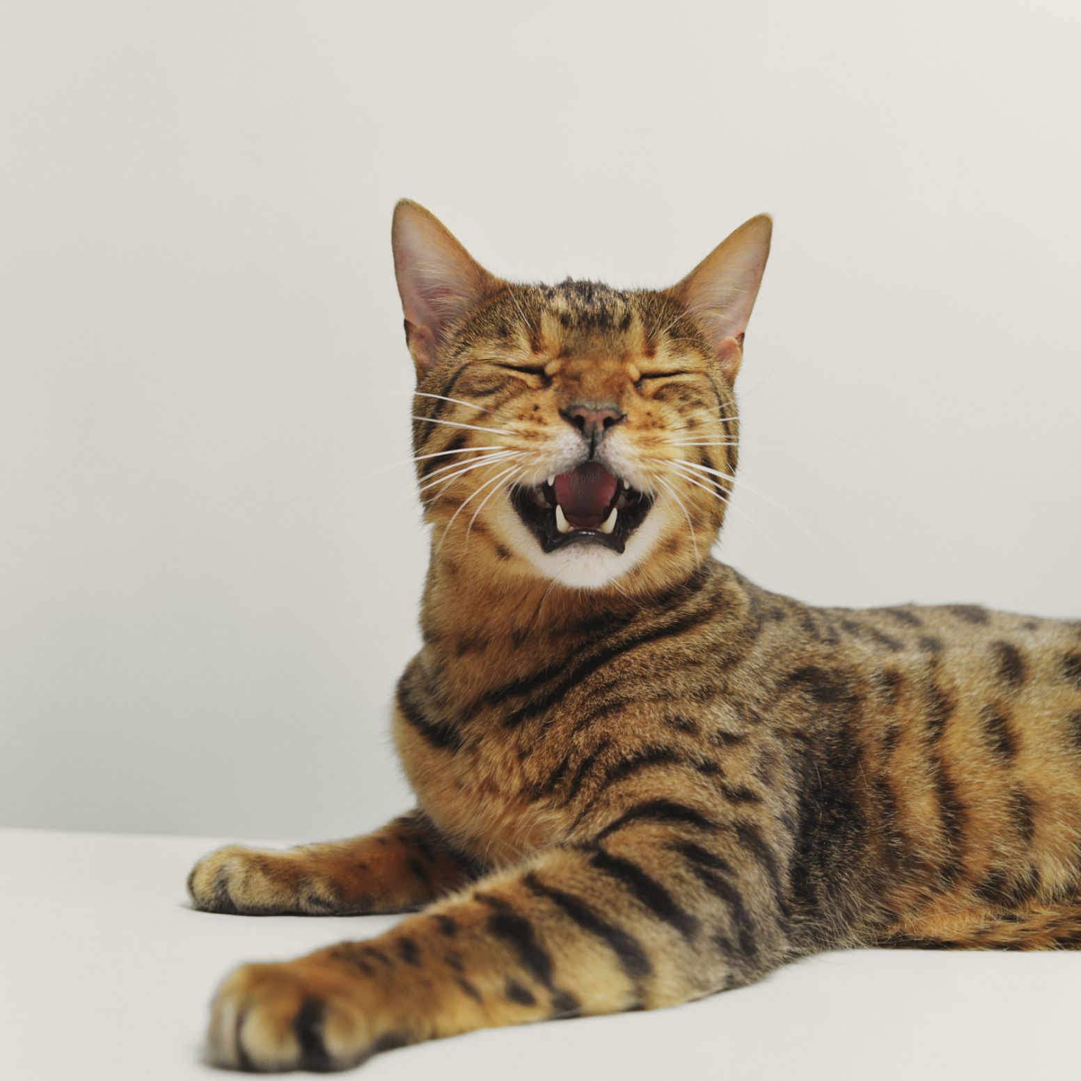 Bengal Cat—Full Profile, History, and Care