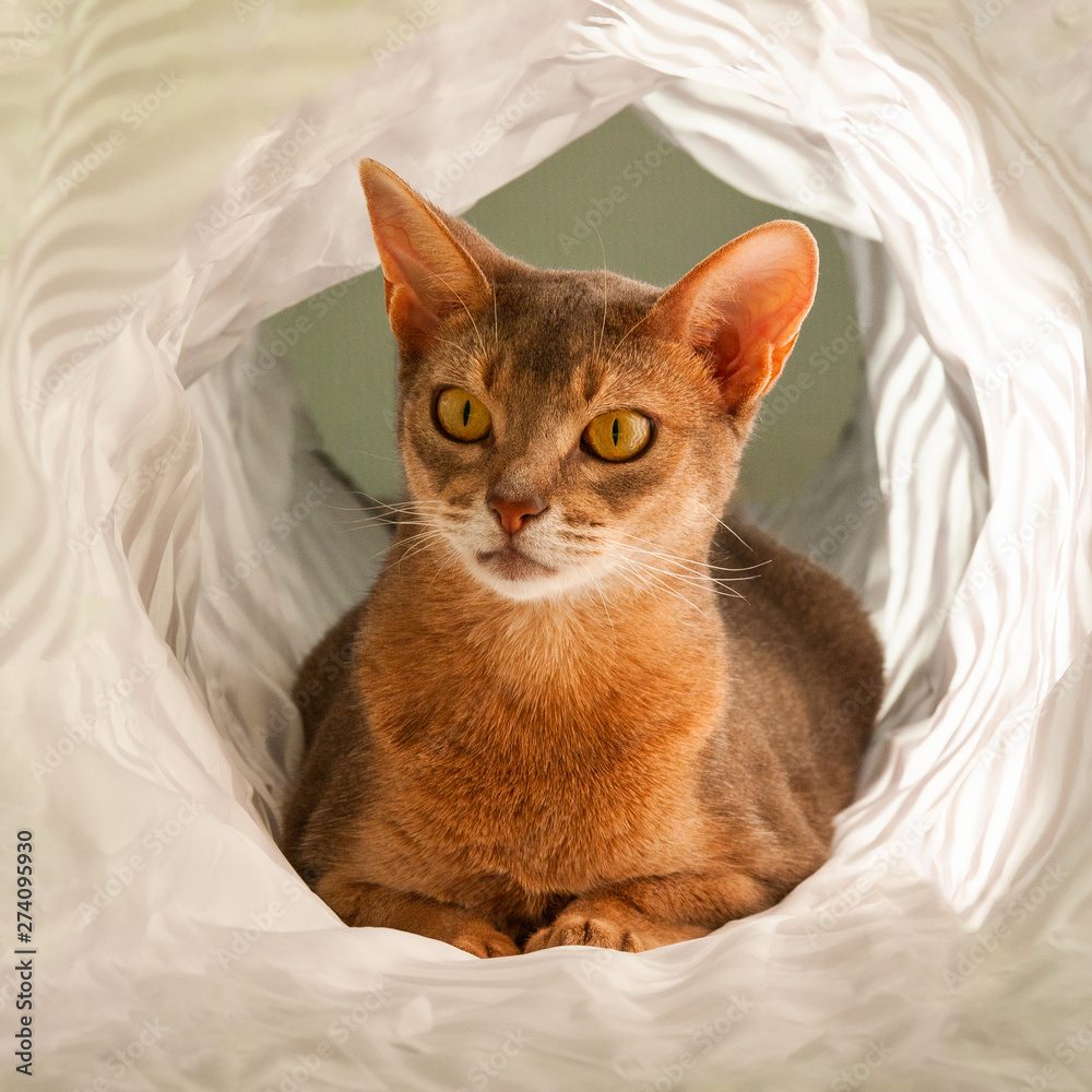 Abyssinian cat. Close up portrait of blue abyssinian female cat, sitting in white tunnel. Pretty cat on white background. Cute kitty, looking aside. Yellow eyes, big ears curious abyssinian cat