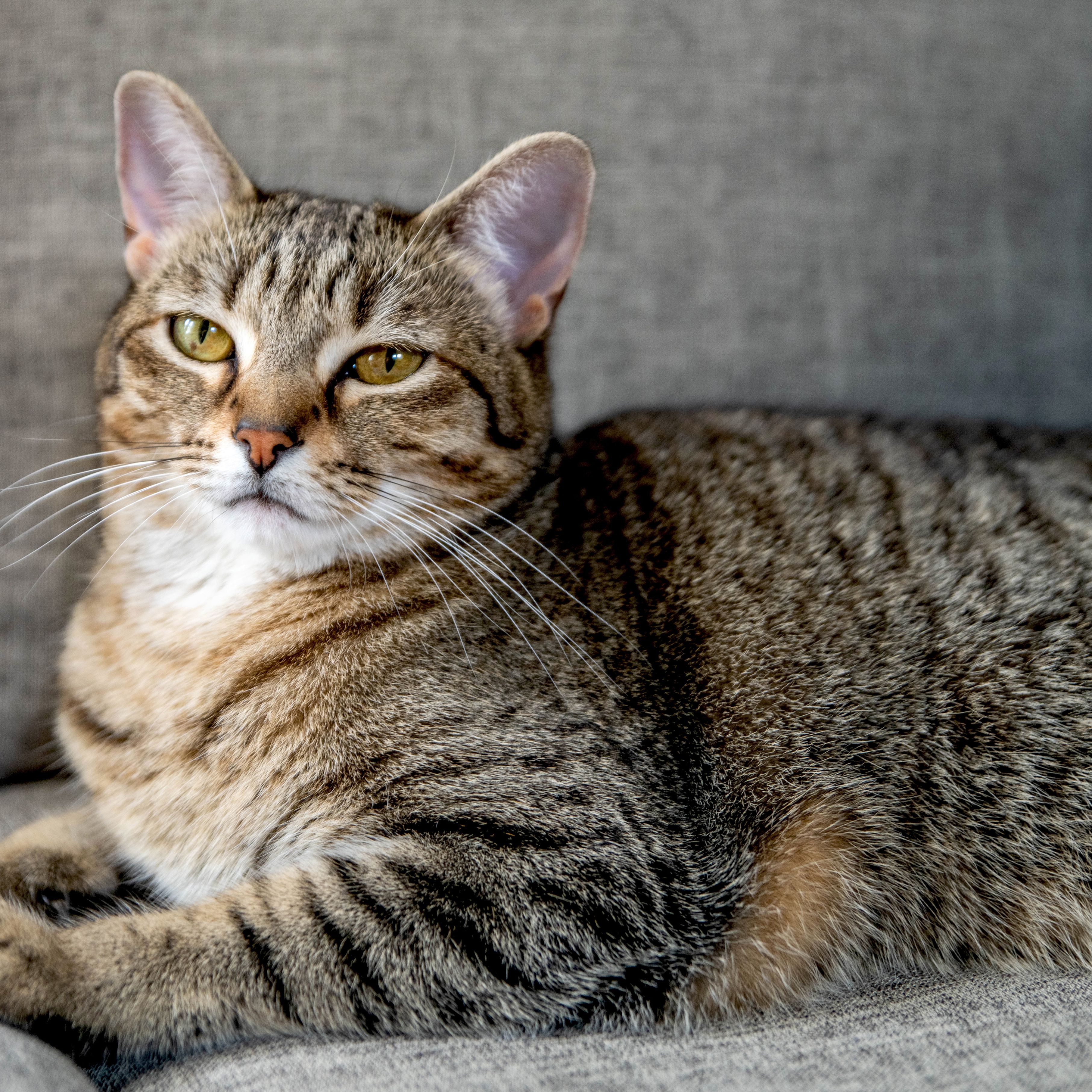 All About Tabby Cats and Their Color Patterns