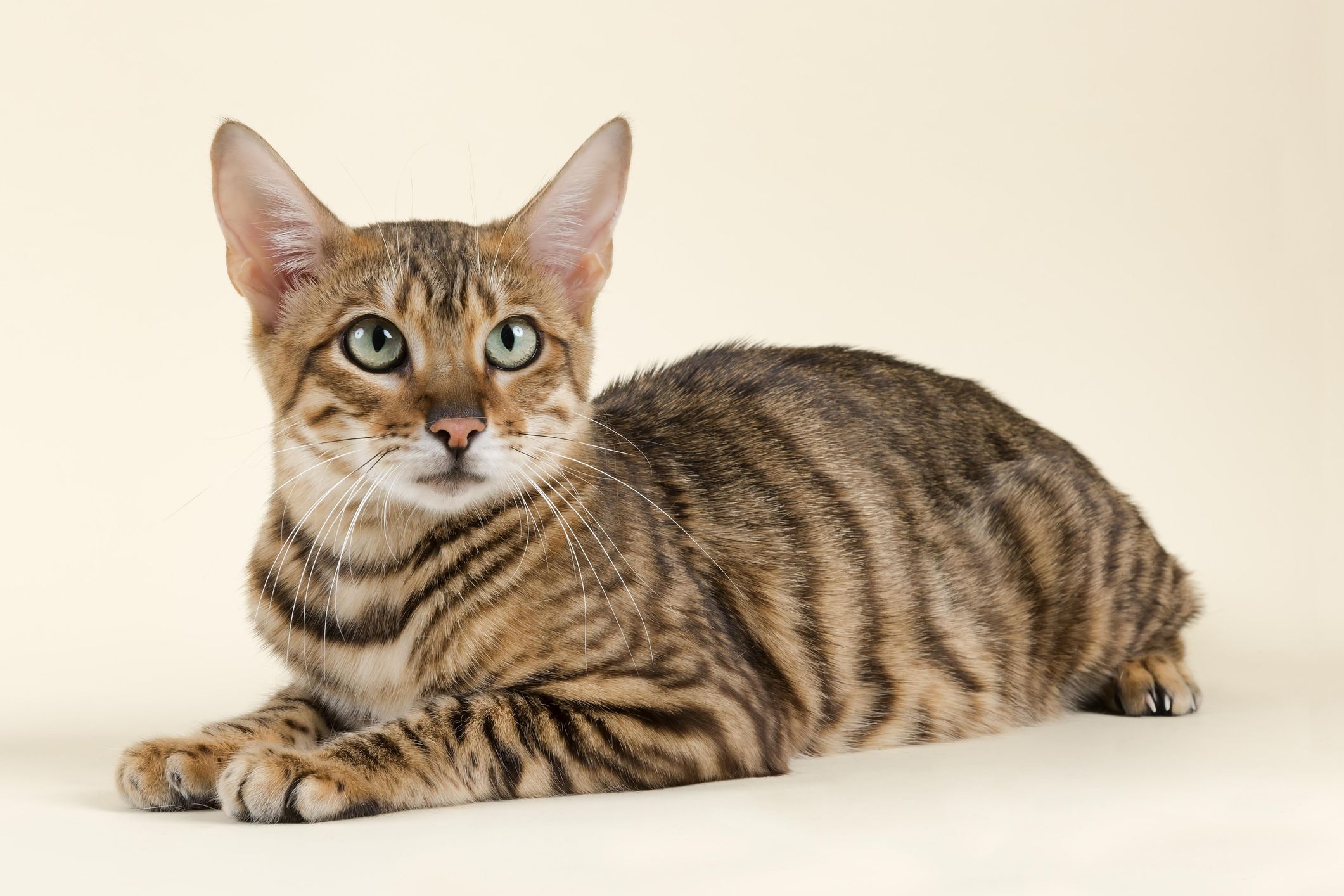 Cats That Look Like Tigers: Toyger Cat, Bengal Cat, and More