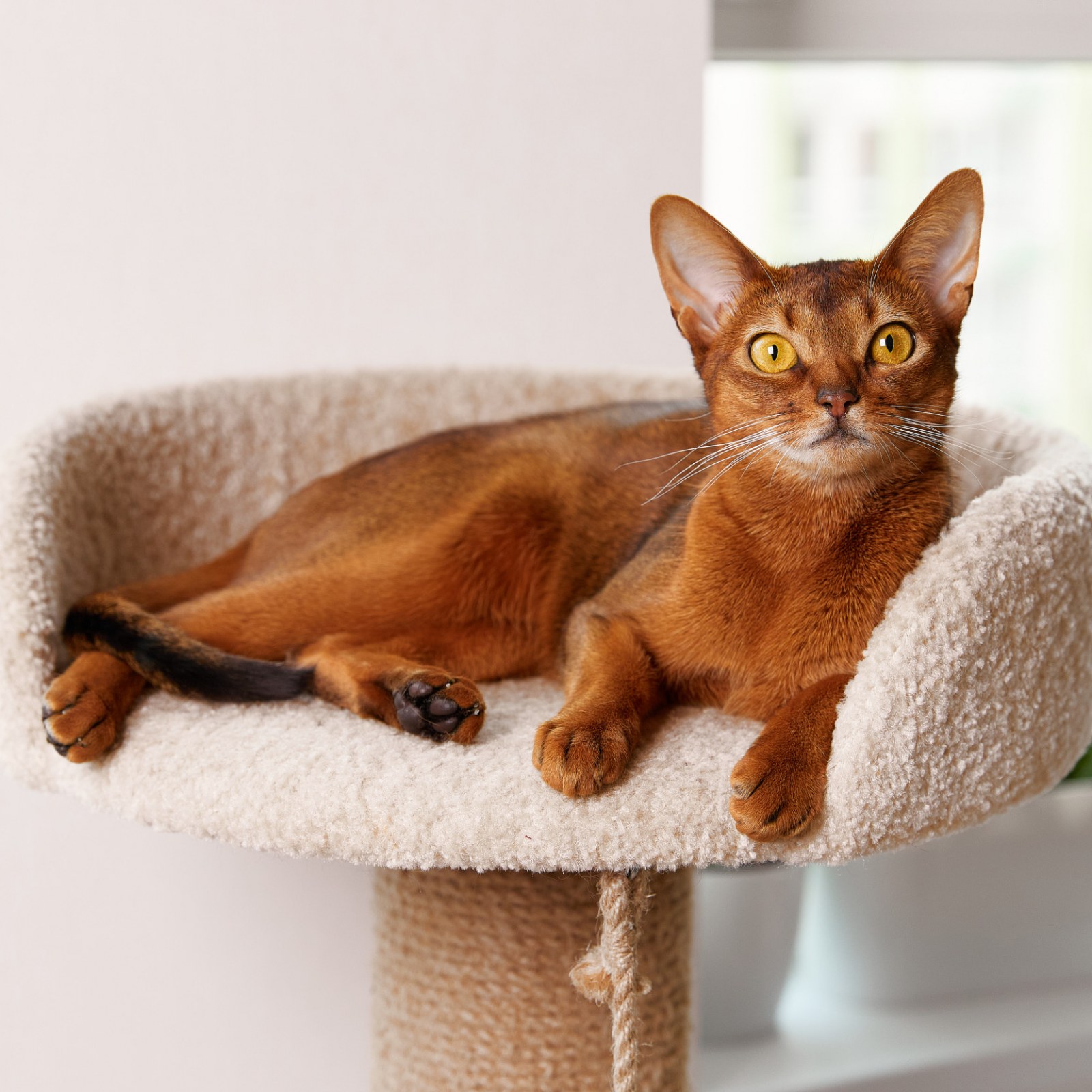Orange Cat Breeds to Consider for Your Next Pet