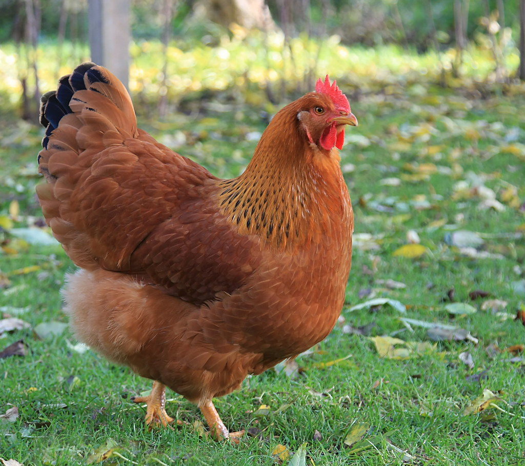 Largest Chicken Breeds (With Picture) Your Chickens