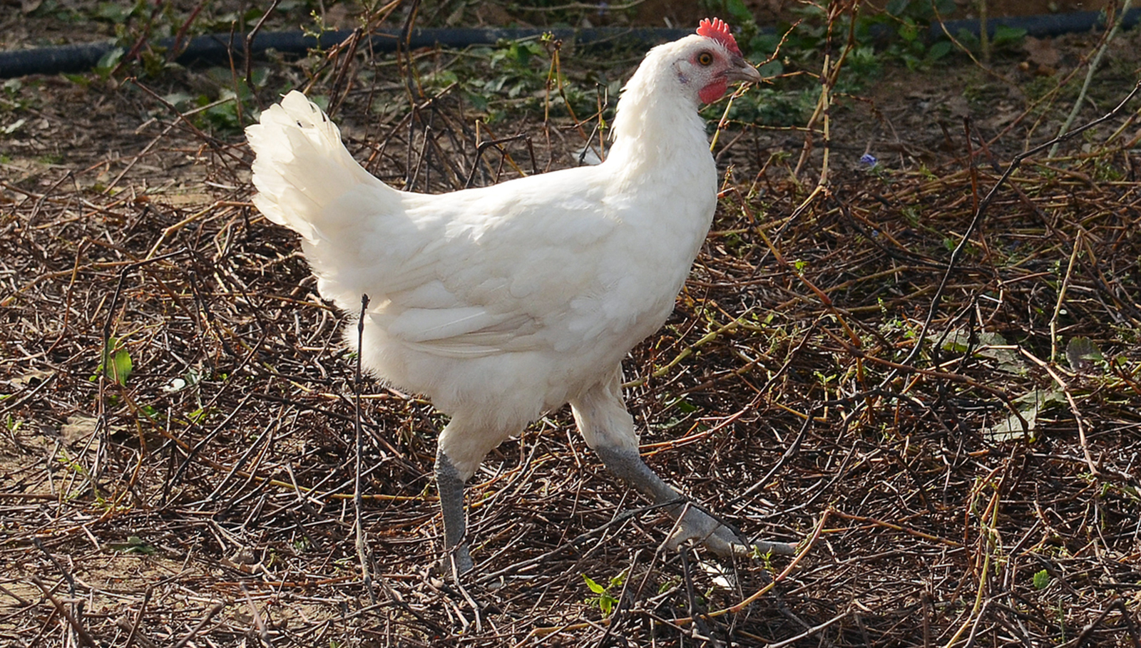 Bresse chicken, found in France, is world's most expensive