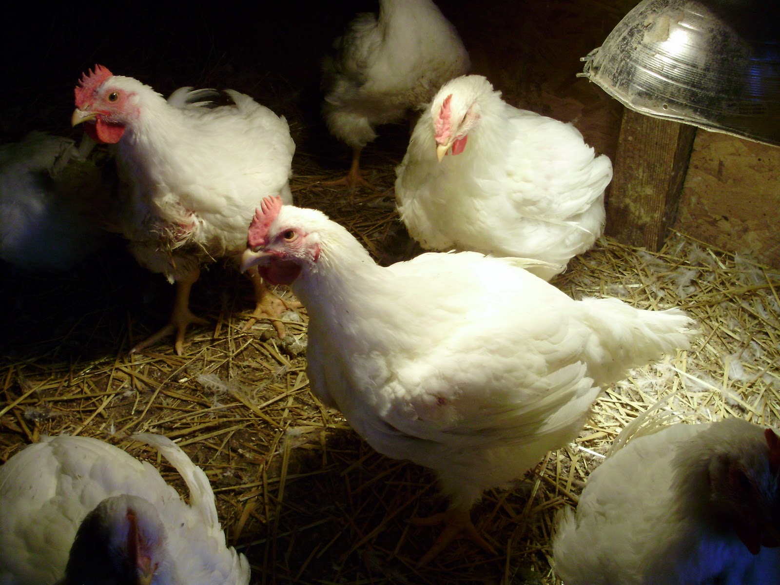 Ohiofarmgirl's Adventures In The Good Land: Chicken's ready