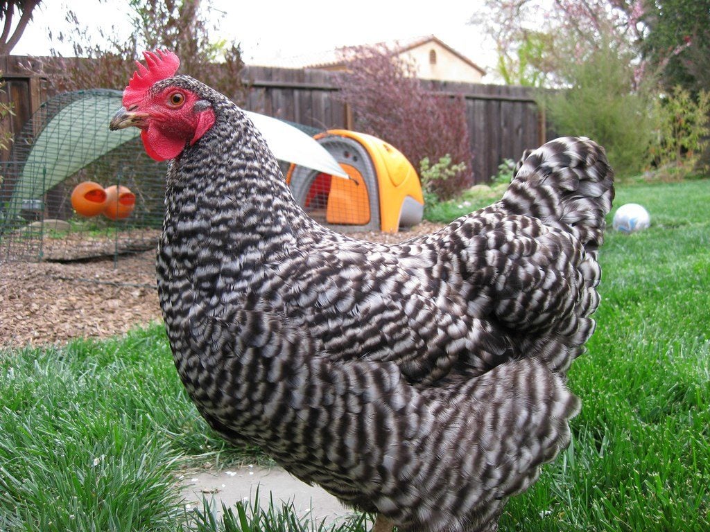Largest Chicken Breeds (With Picture) Your Chickens
