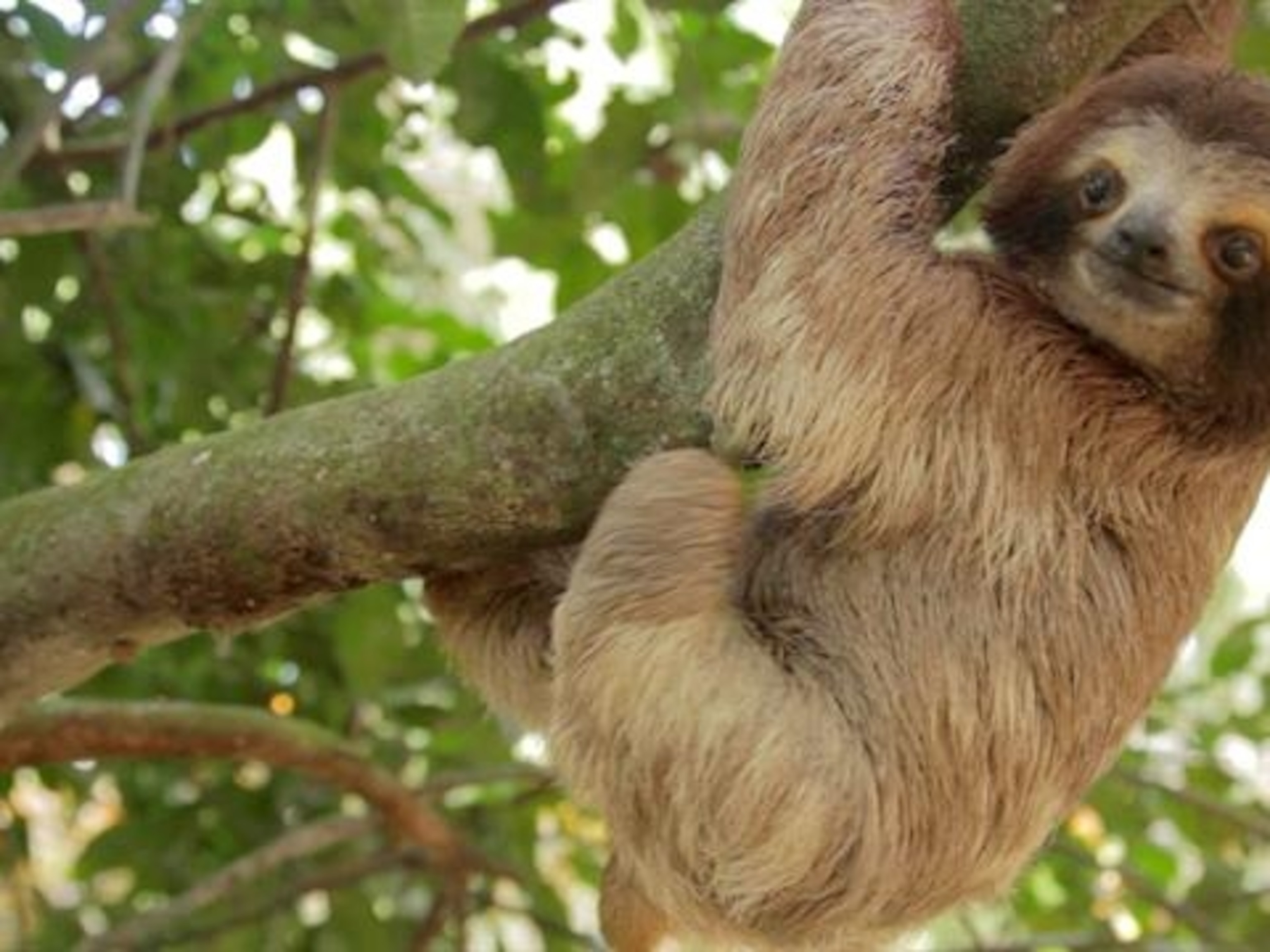 Rainforest and Amazon facts and information