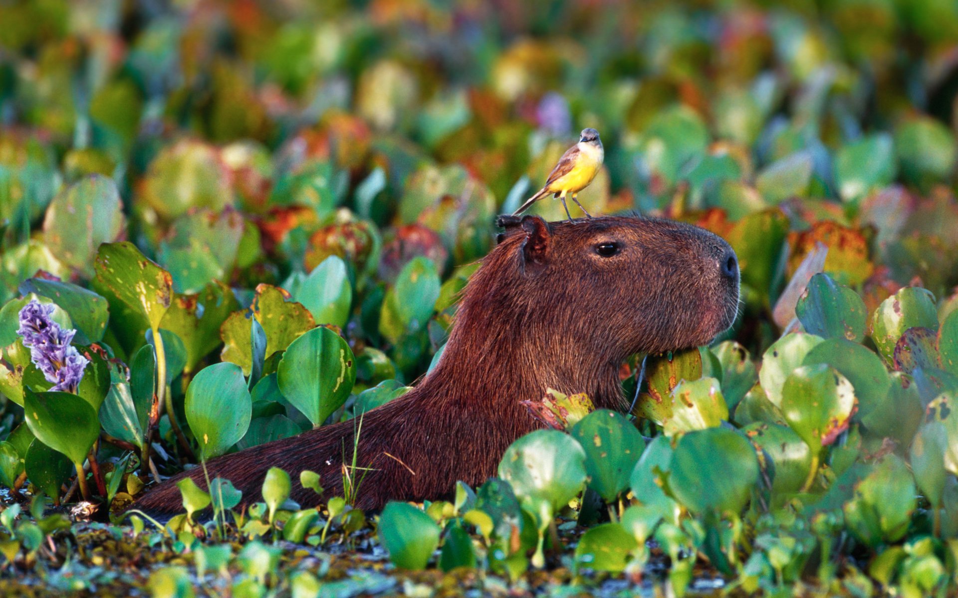 Free Capybara Wallpaper Wallpaper & Background Download