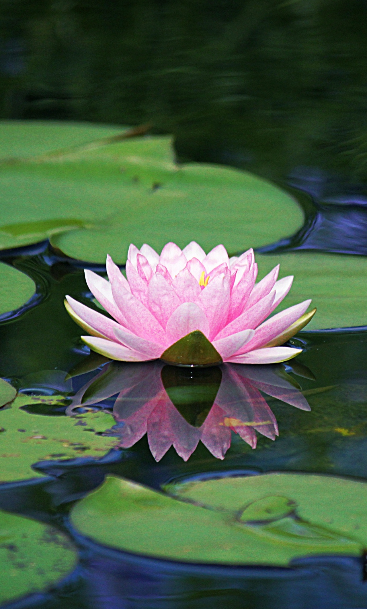 Download Lake, flower, pink, water lily wallpaper, 1280x2120, iPhone 6 Plus