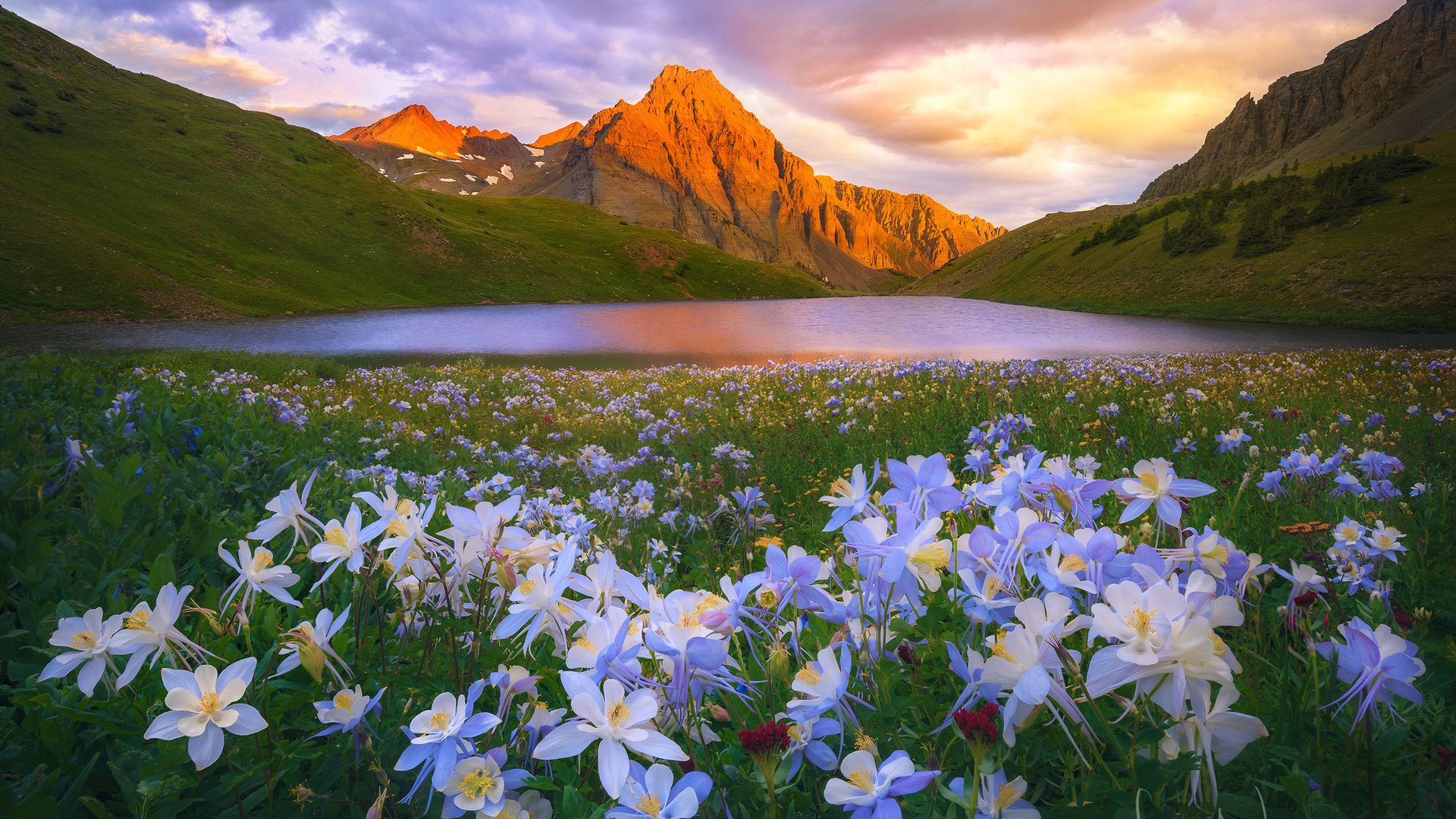 flowers lake mountains nature landscape flowers lake