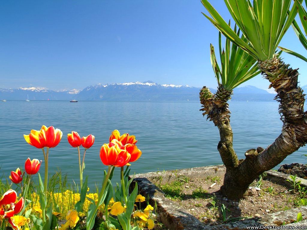 Desktop Wallpaper Flowers Background Red Flowers and Lake