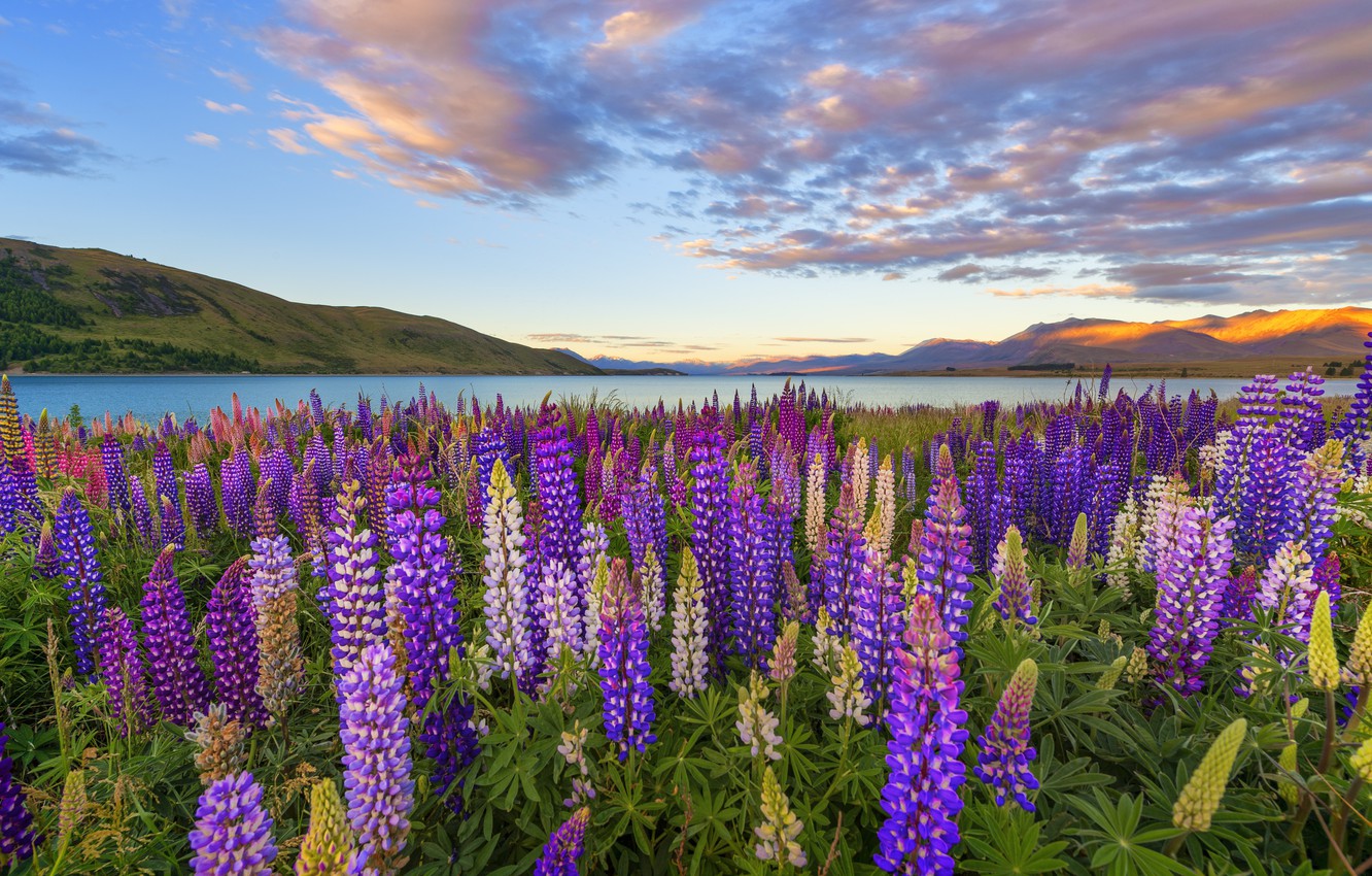 Wallpaper field, flowers, mountains, lake, field, landscape, flowers, lake, purple image for desktop, section природа