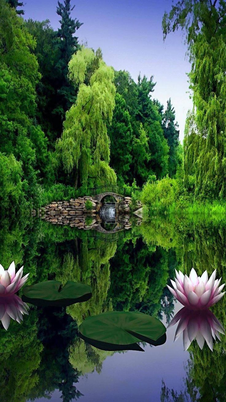 Lilies flower lake. Green nature wallpaper, Nature desktop, Green nature