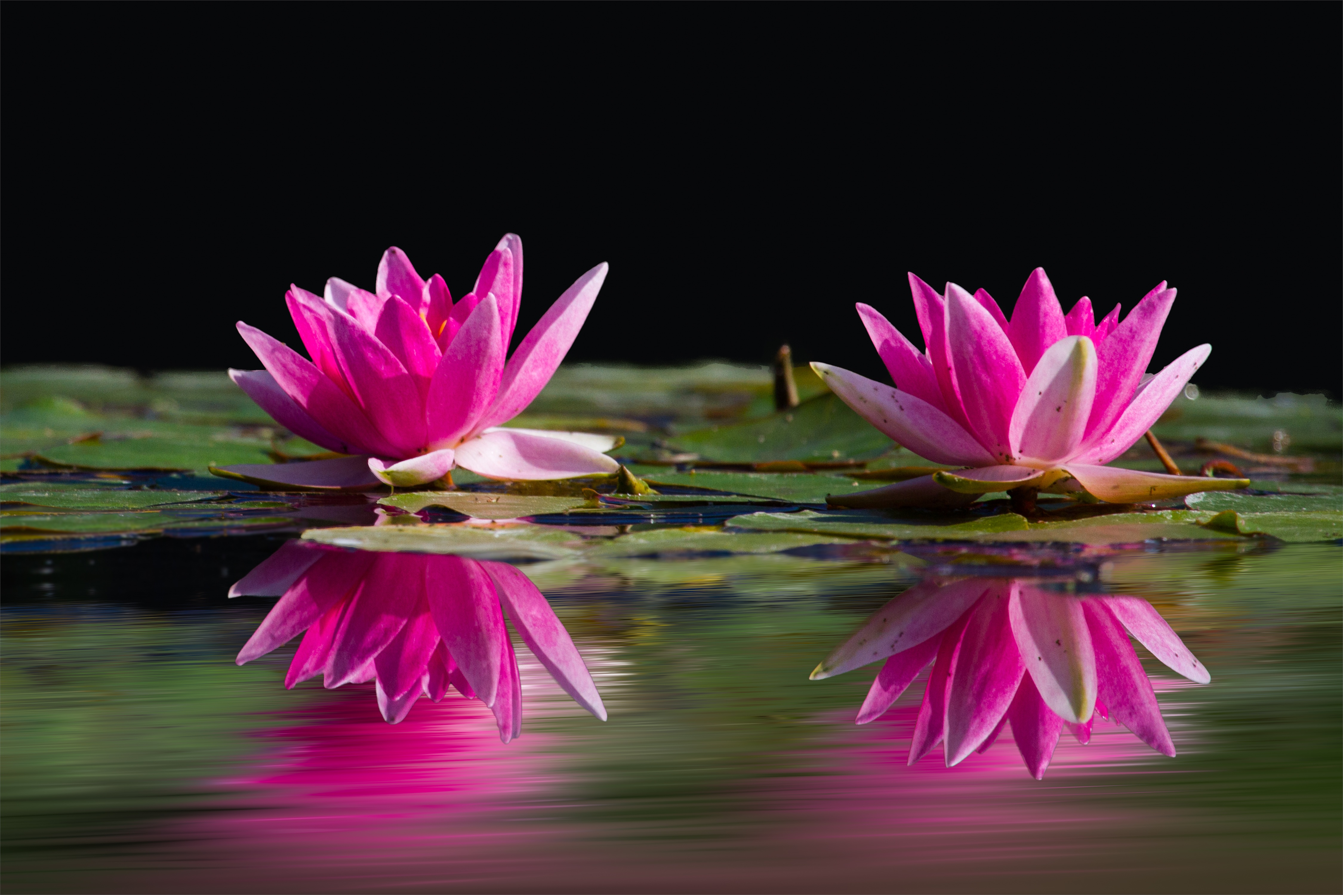 Two Lotus Flowers Surrounded by Pods Above Water · Free