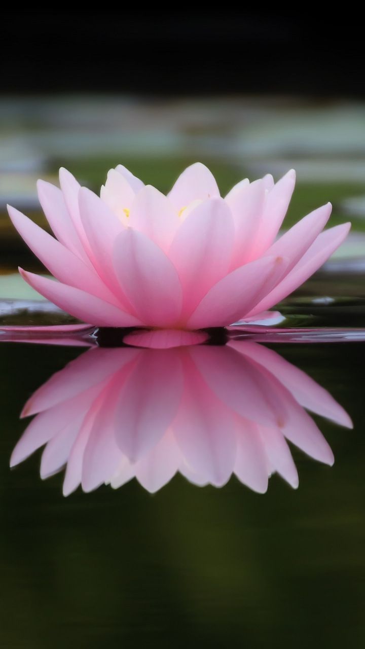 Lake, flower, pink water lily, reflections, 720x1280 wallpaper. Lotus flower picture, Beautiful flowers image hd, Wallpaper nature flowers
