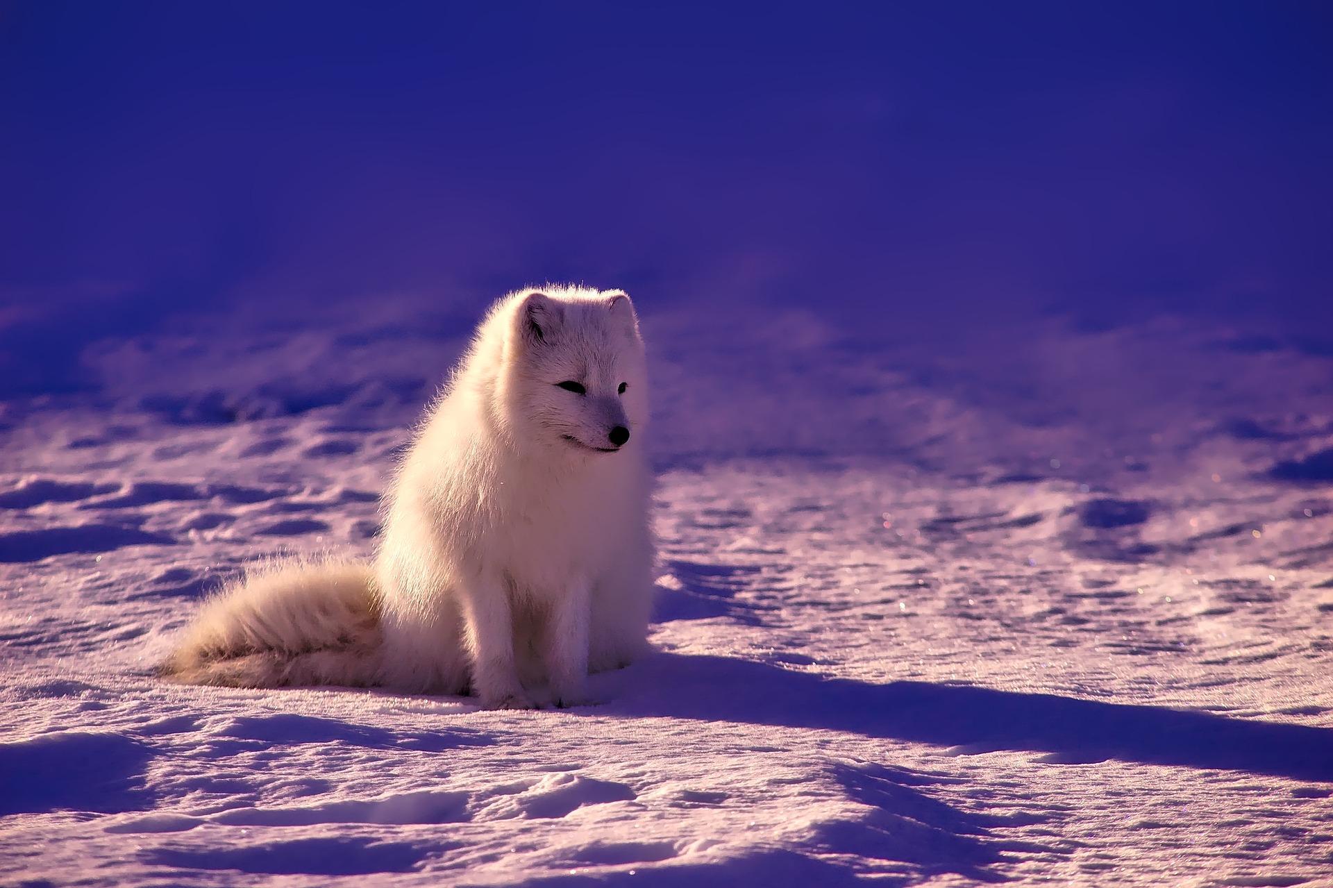 Arctic Fox Wallpaper HD for Android